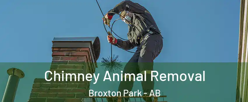  Chimney Animal Removal Broxton Park - AB