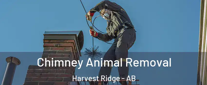  Chimney Animal Removal Harvest Ridge - AB