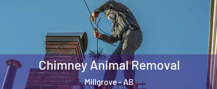  Chimney Animal Removal Millgrove - AB