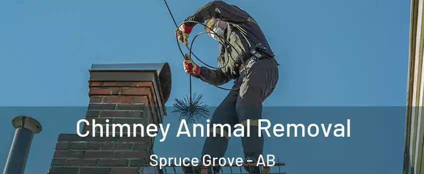  Chimney Animal Removal Spruce Grove - AB